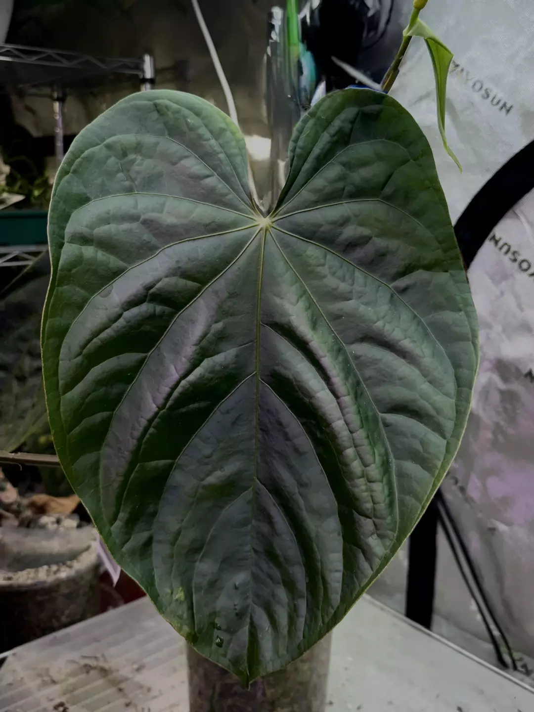 (Mag x Debile) x BVEP Seedlings thumbnail