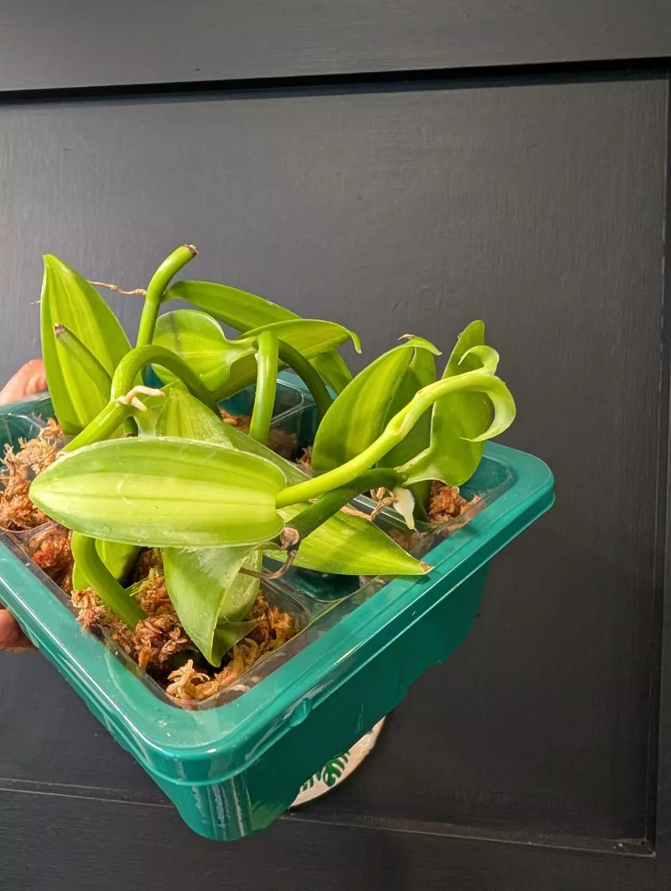 Vanilla bean orchid variegated cutting w roots  thumbnail