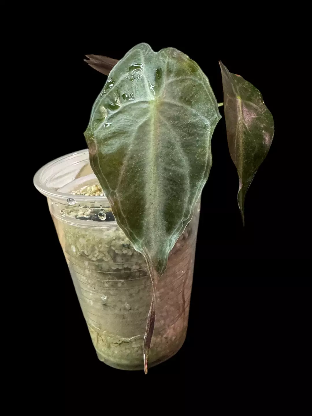 Alocasia Venom Pup thumbnail