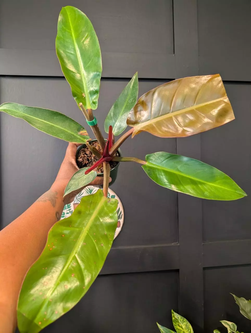 Philodendron Red Sun thumbnail