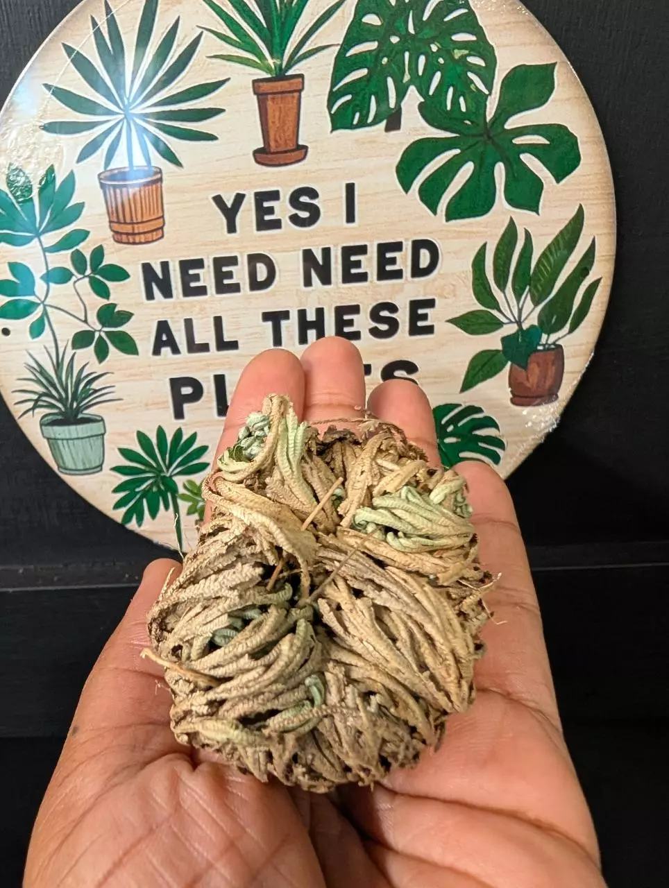 Rose of Jericho ( Selaginella Lepidophylla thumbnail