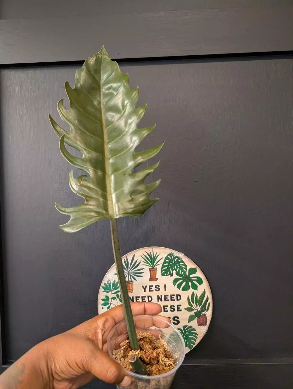 Philodendron Pluto rooted cutting thumbnail