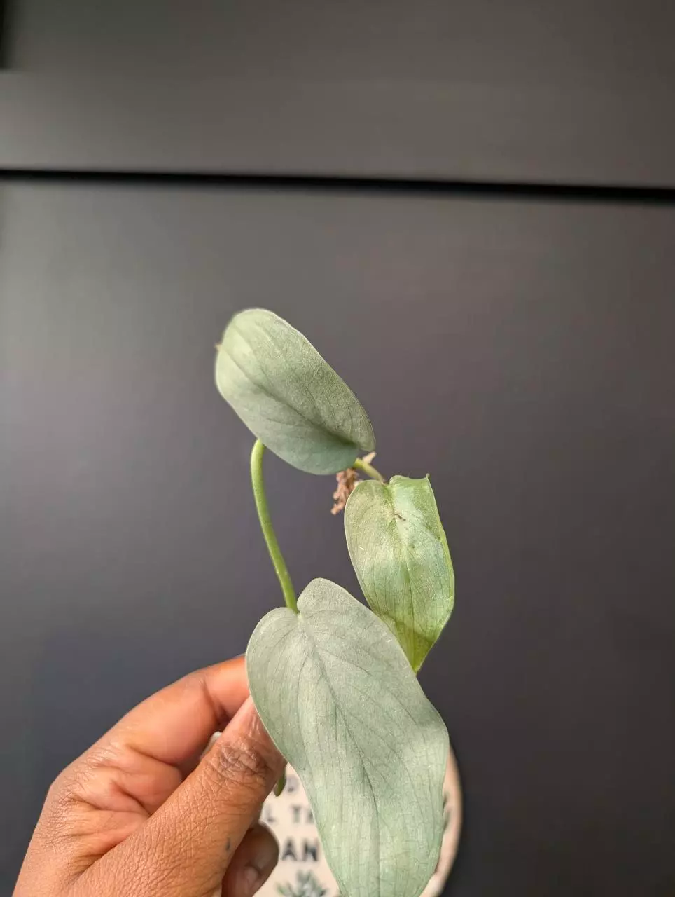 Scindapsus Platinum cutting  thumbnail
