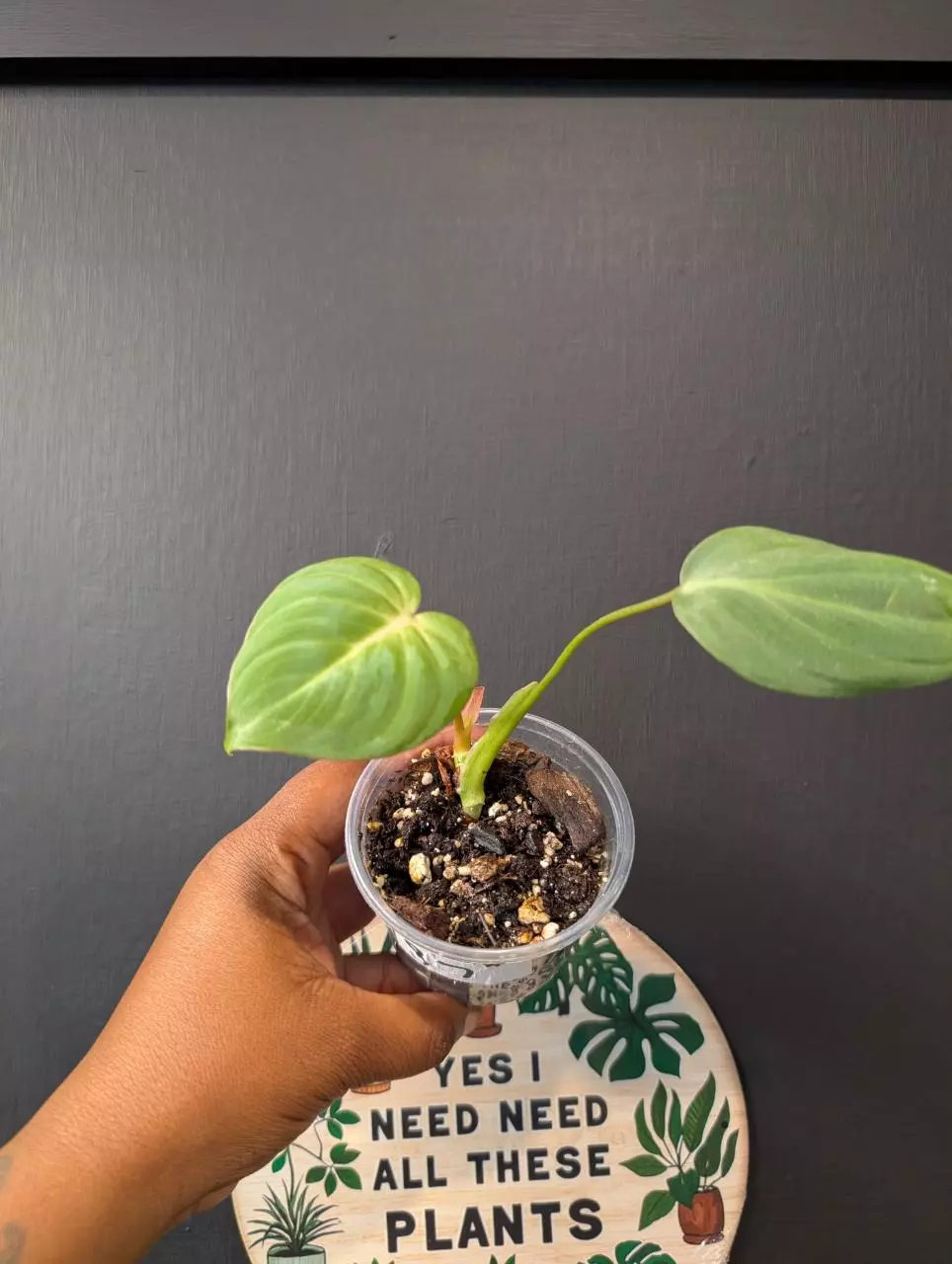 Philodendron Gloriosum thumbnail