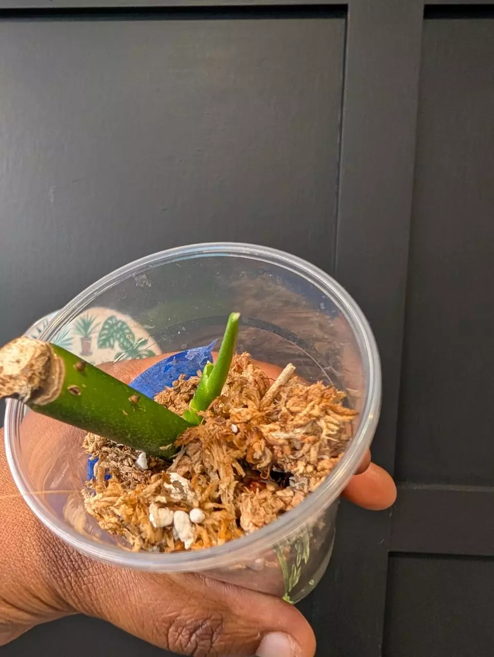 Rooted monstera Esqueleto cutting thumbnail