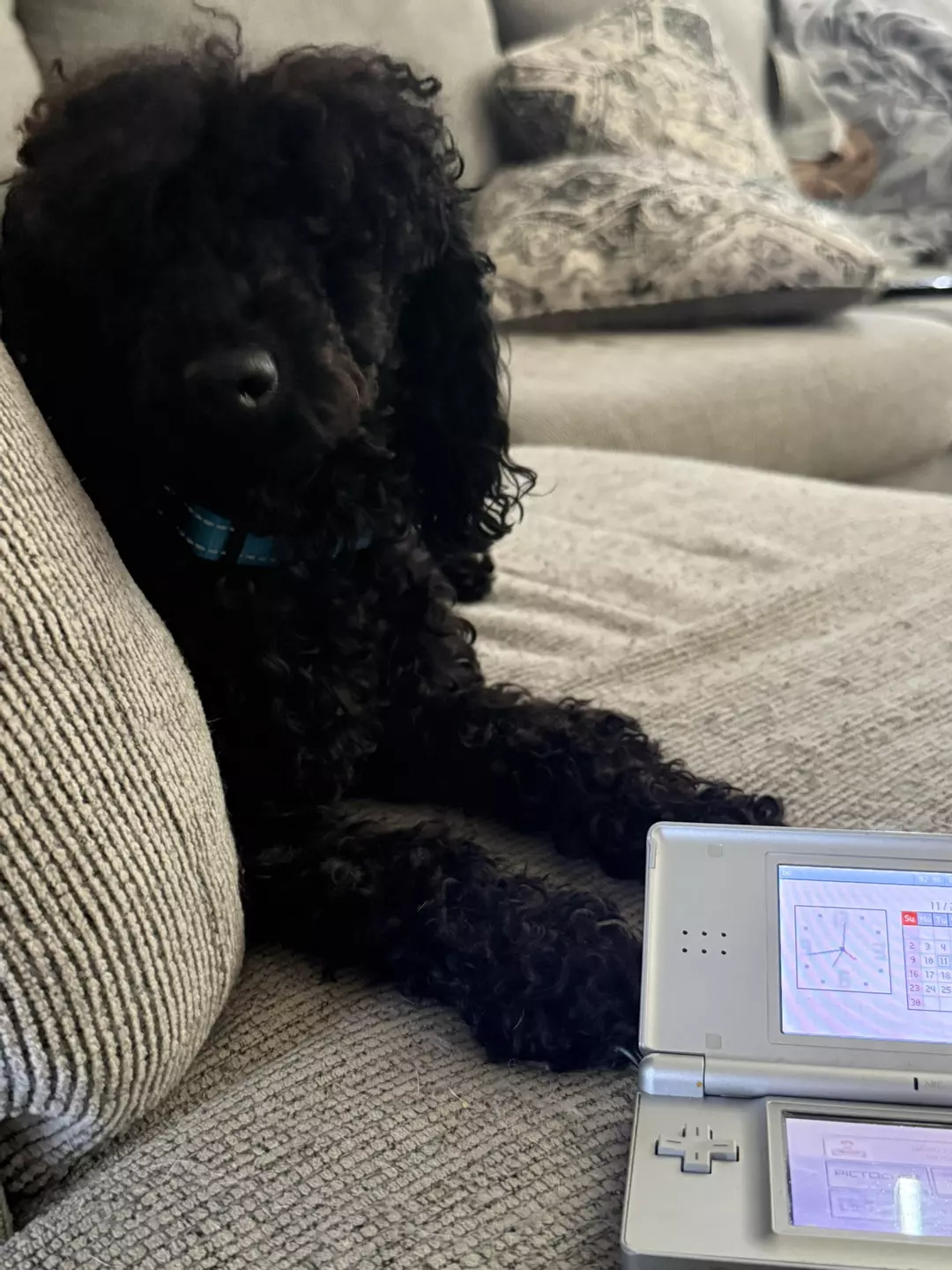 $5 BEANIE WEENIE BOX ! thumbnail