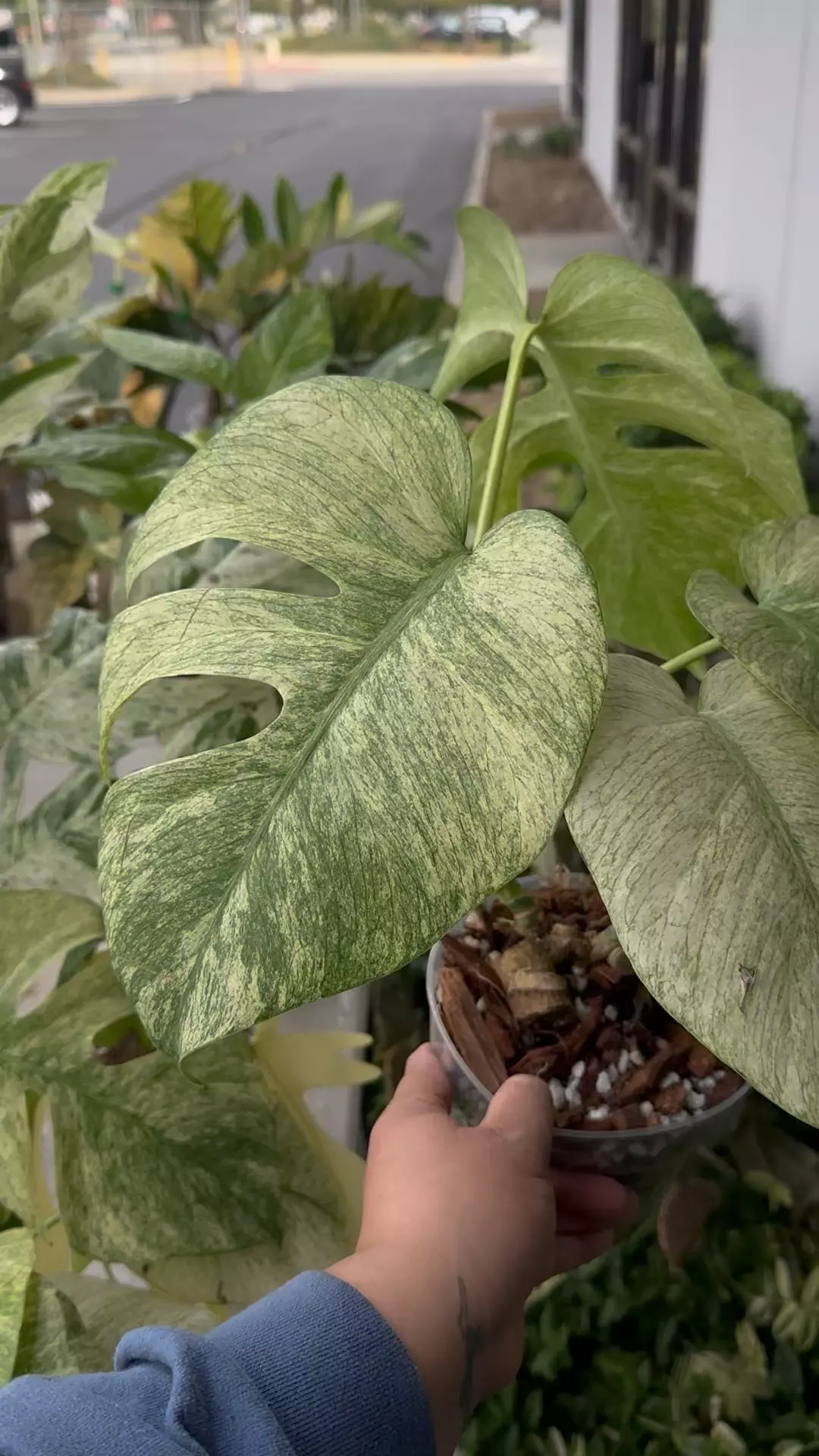 Monstera Full Mint  thumbnail