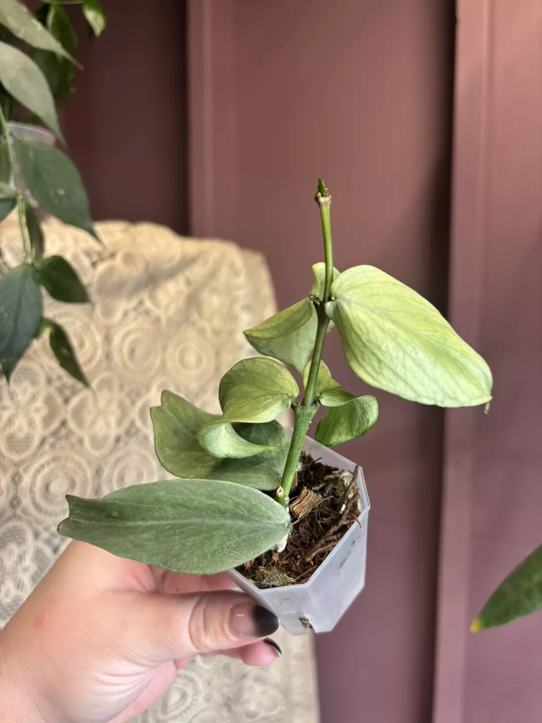 Silver Polyneura  thumbnail