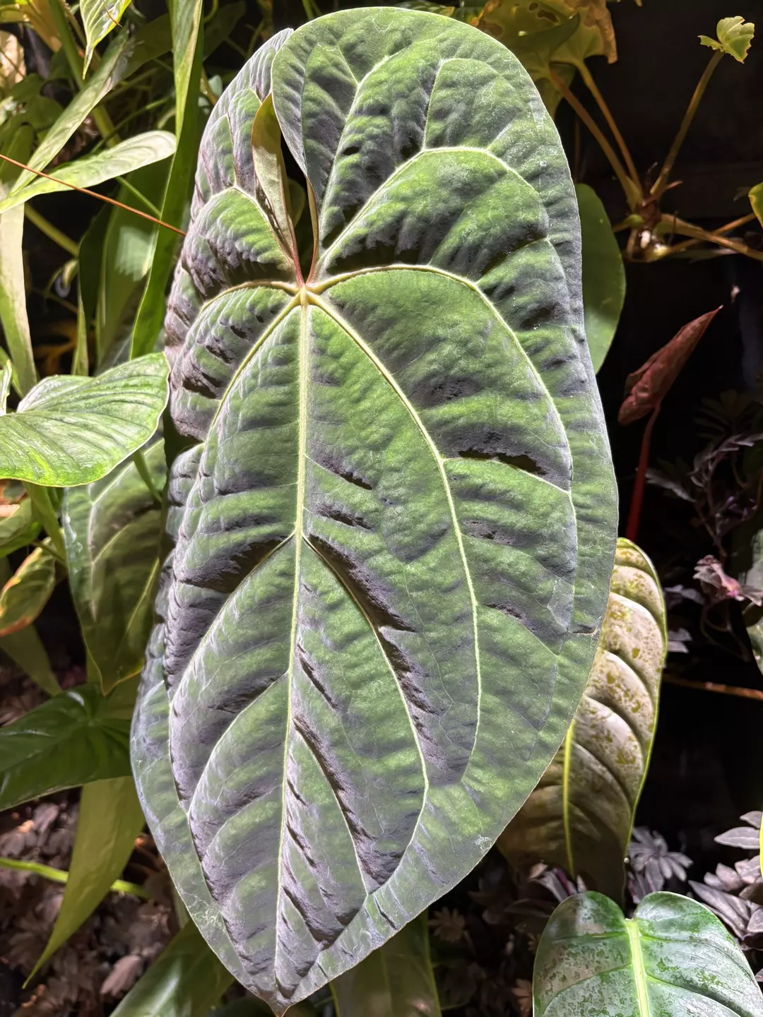 HEAT PACK & INSULATION ❄️🔥 thumbnail