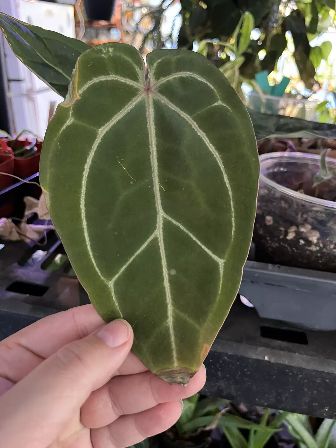 Anthurium Doriyaki/Bessese Aff x Tezula Red Crystal thumbnail