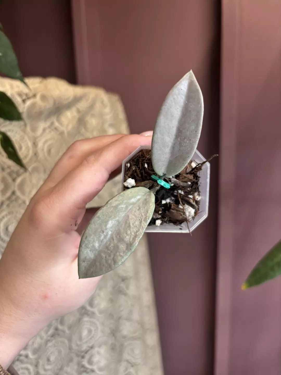 Hoya Carnosa Grey Ghost  thumbnail