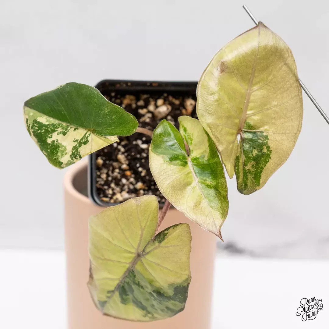 alocasia yucatan aurea thumbnail