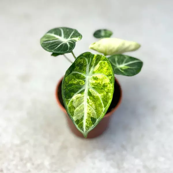 3 PLANTS alocasia ninja tricolor thumbnail
