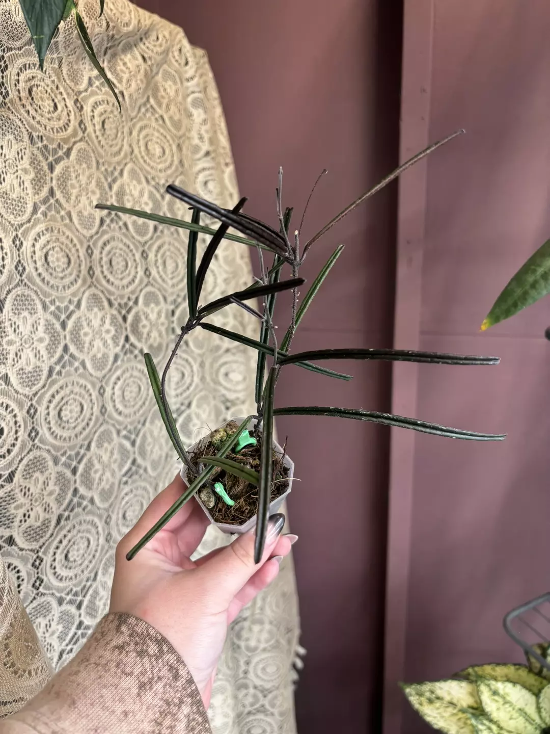 Hoya insularis  thumbnail