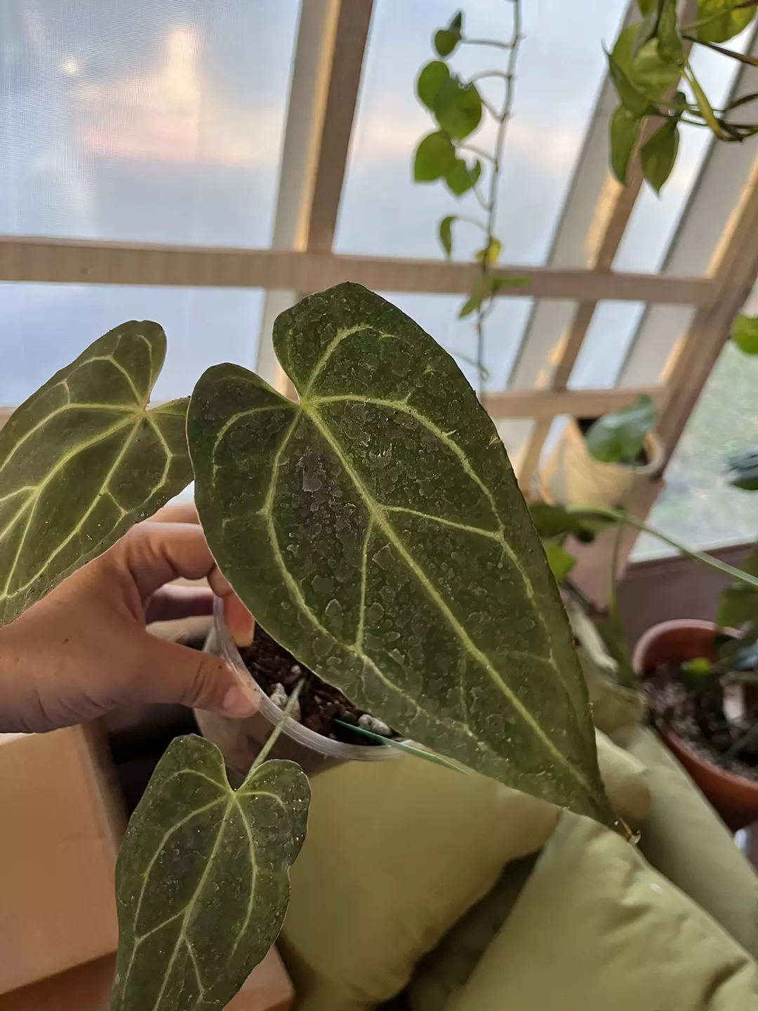 Anthurium Tim’s Black x Greige Red Crystal clone thumbnail