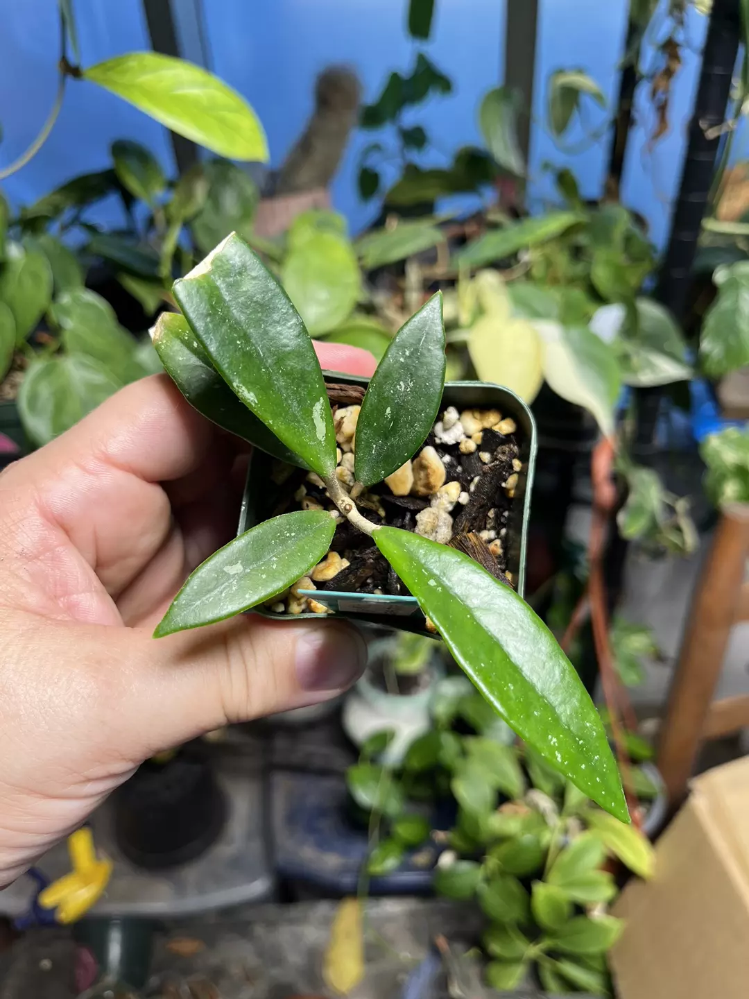 Hoya Wilbur Graves thumbnail
