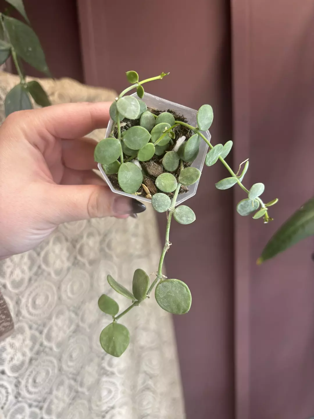 Dischidia Nummularia thumbnail