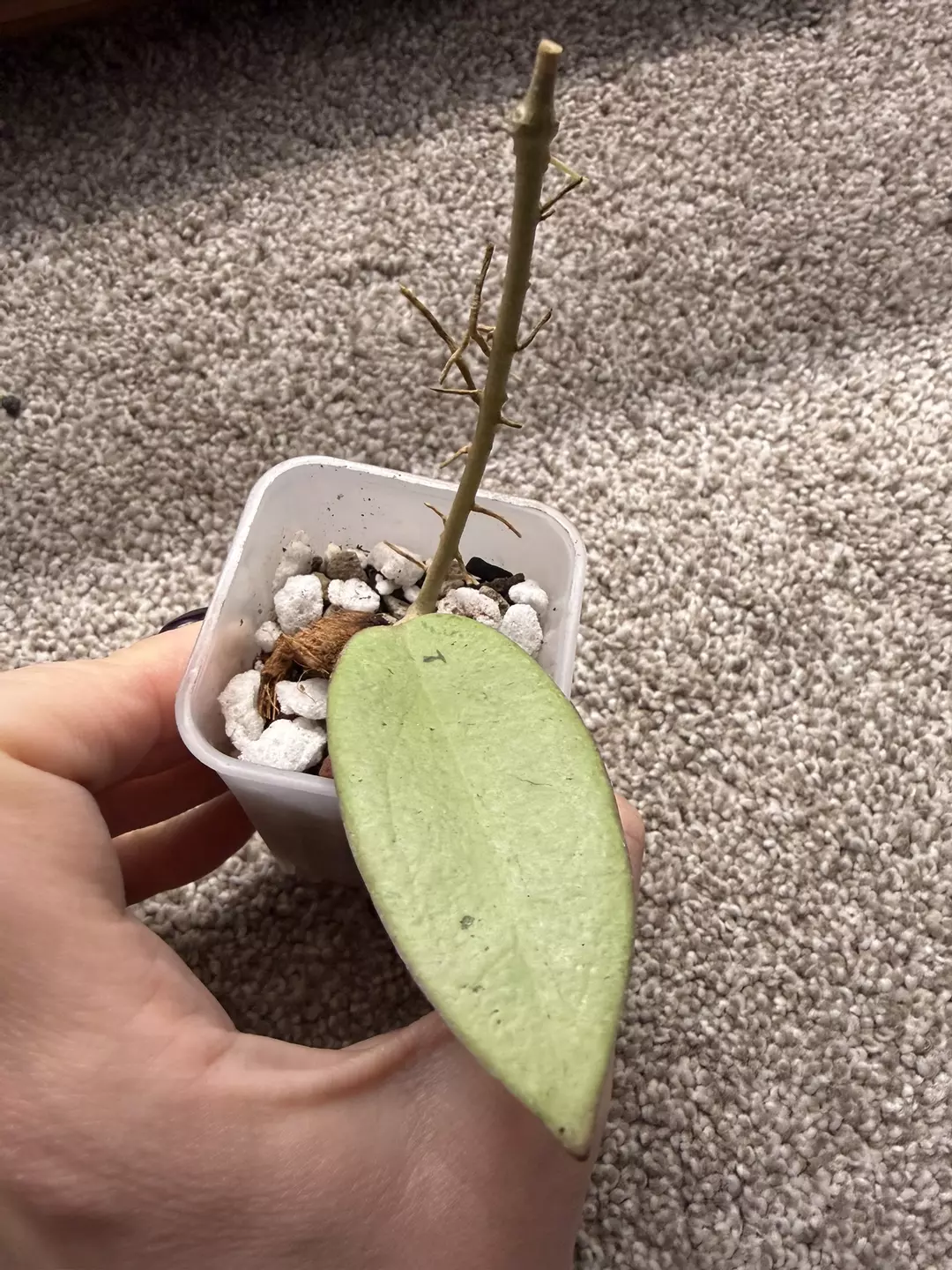 H. Silver Dollar - Sun stresses pink! thumbnail