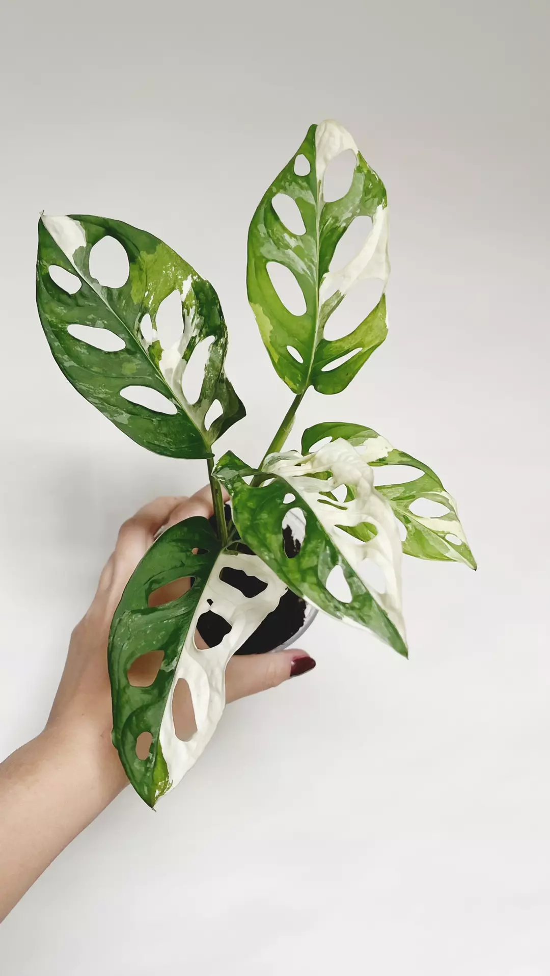 Monstera Adansonii Albo thumbnail