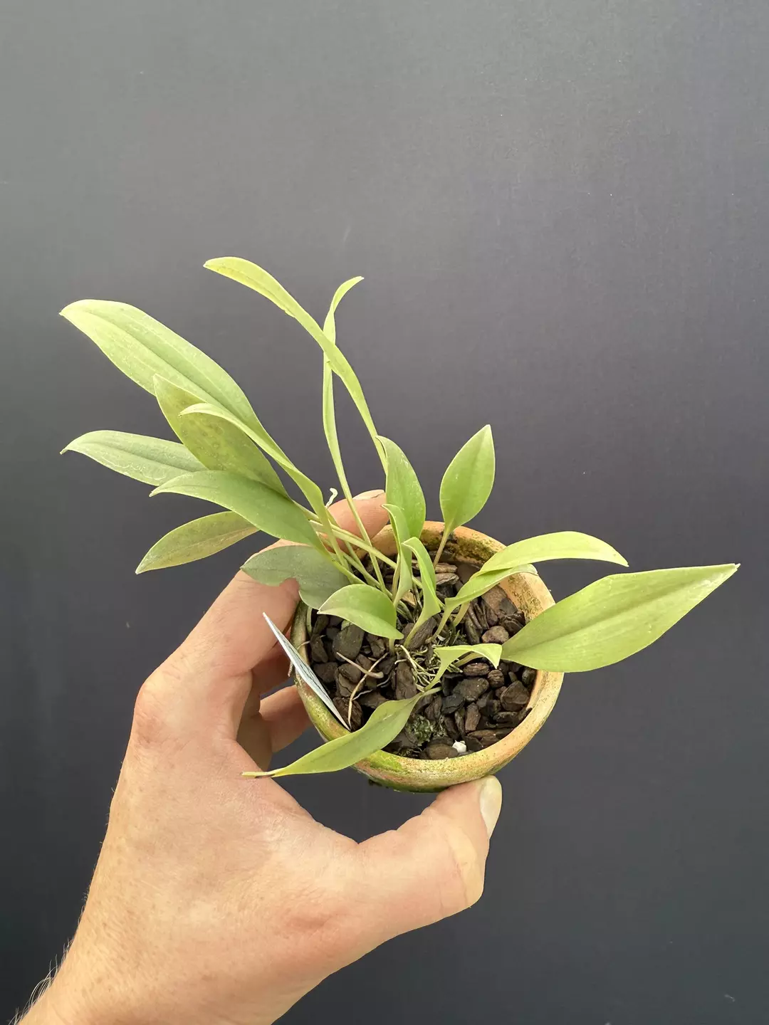 Scaphosepalum swertiifolium thumbnail