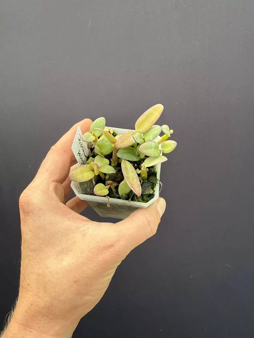 Dendrobium pachyphyllum thumbnail