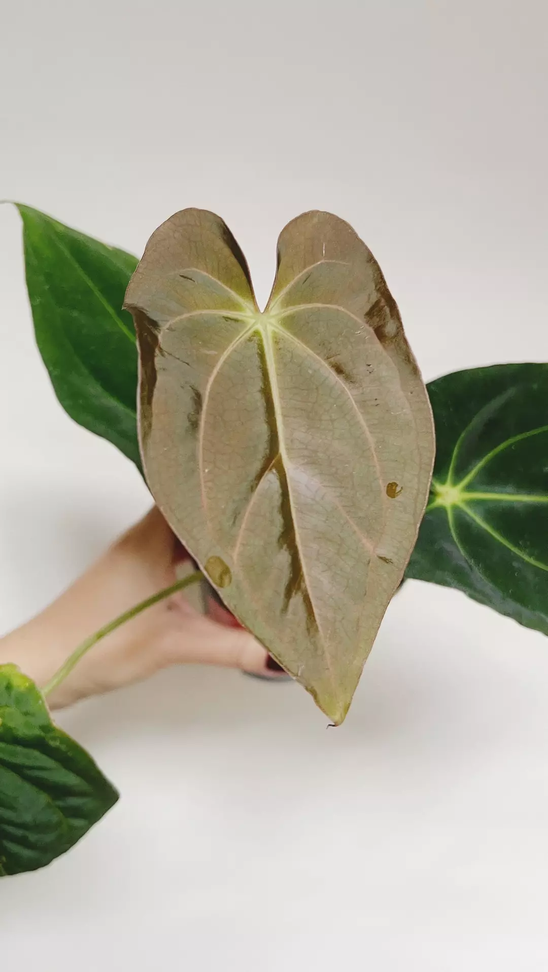 Anthurium Pap x Carla  thumbnail