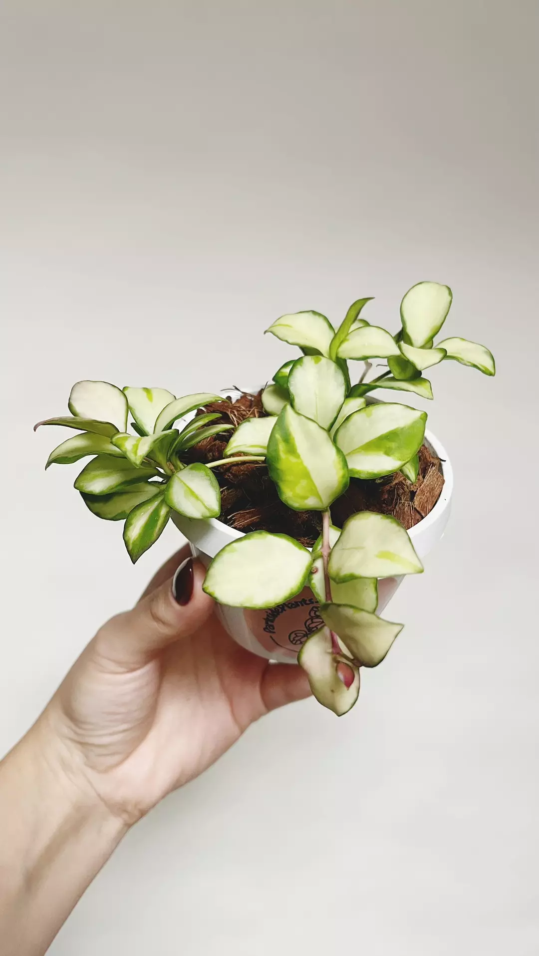 Hoya Heuschkeliana Variegated thumbnail