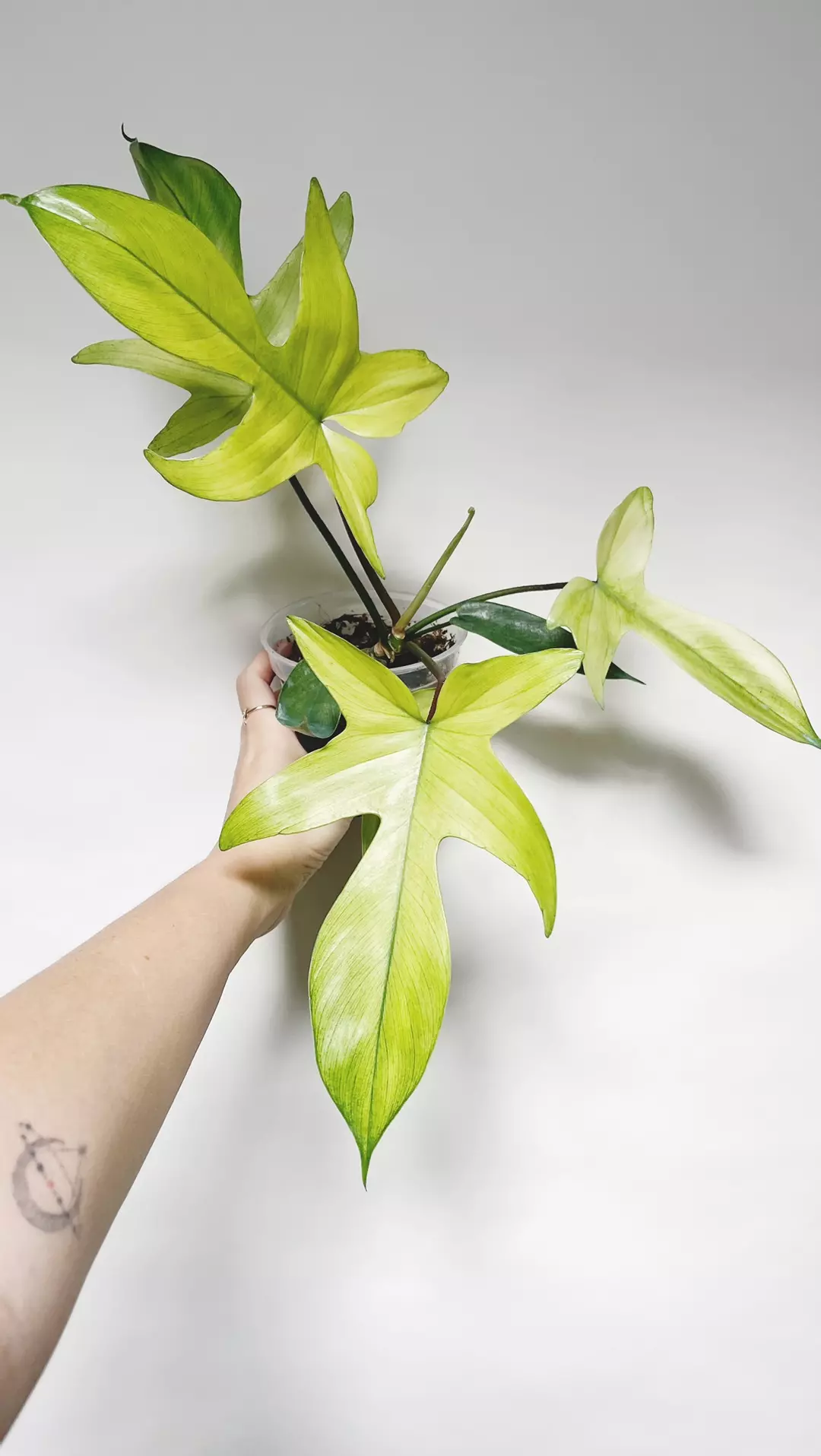 Philodendron Florida Ghost thumbnail