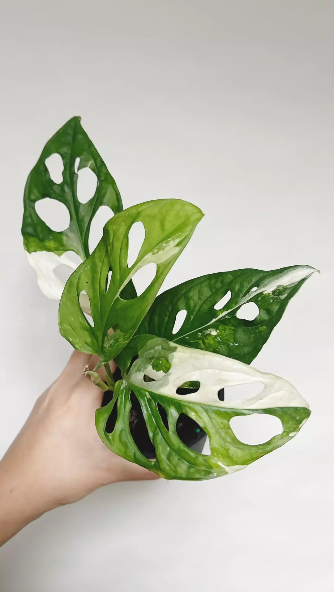 Monstera Adansonii Albo 4” Pot thumbnail