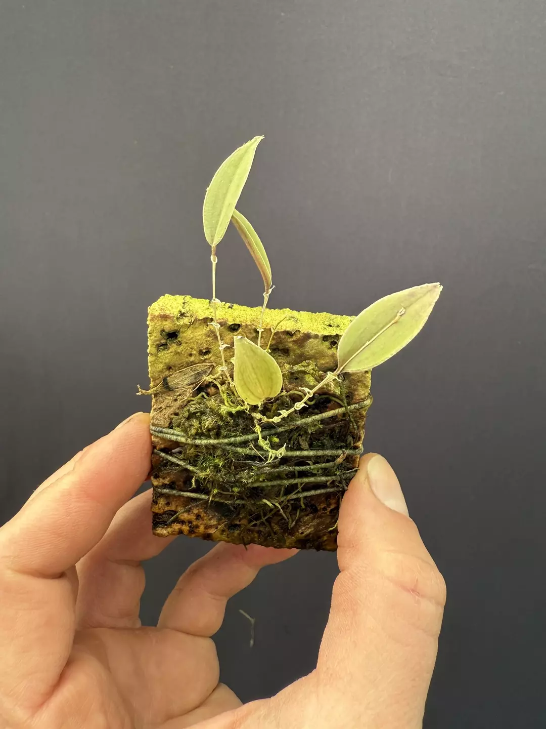 Lepanthes planadensis thumbnail