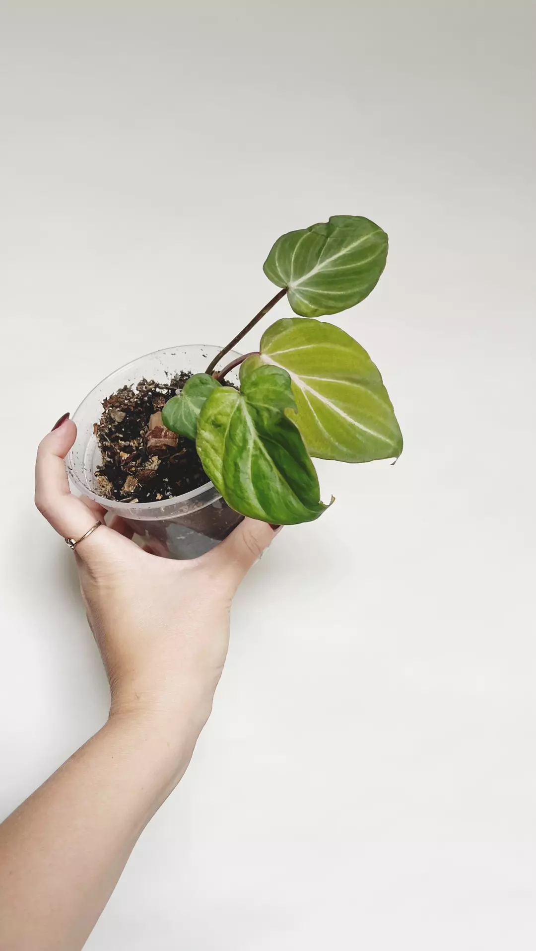 Philodendron Gloriousum thumbnail