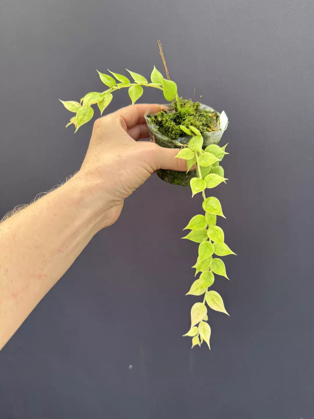 Sphyrospermum haughtii thumbnail