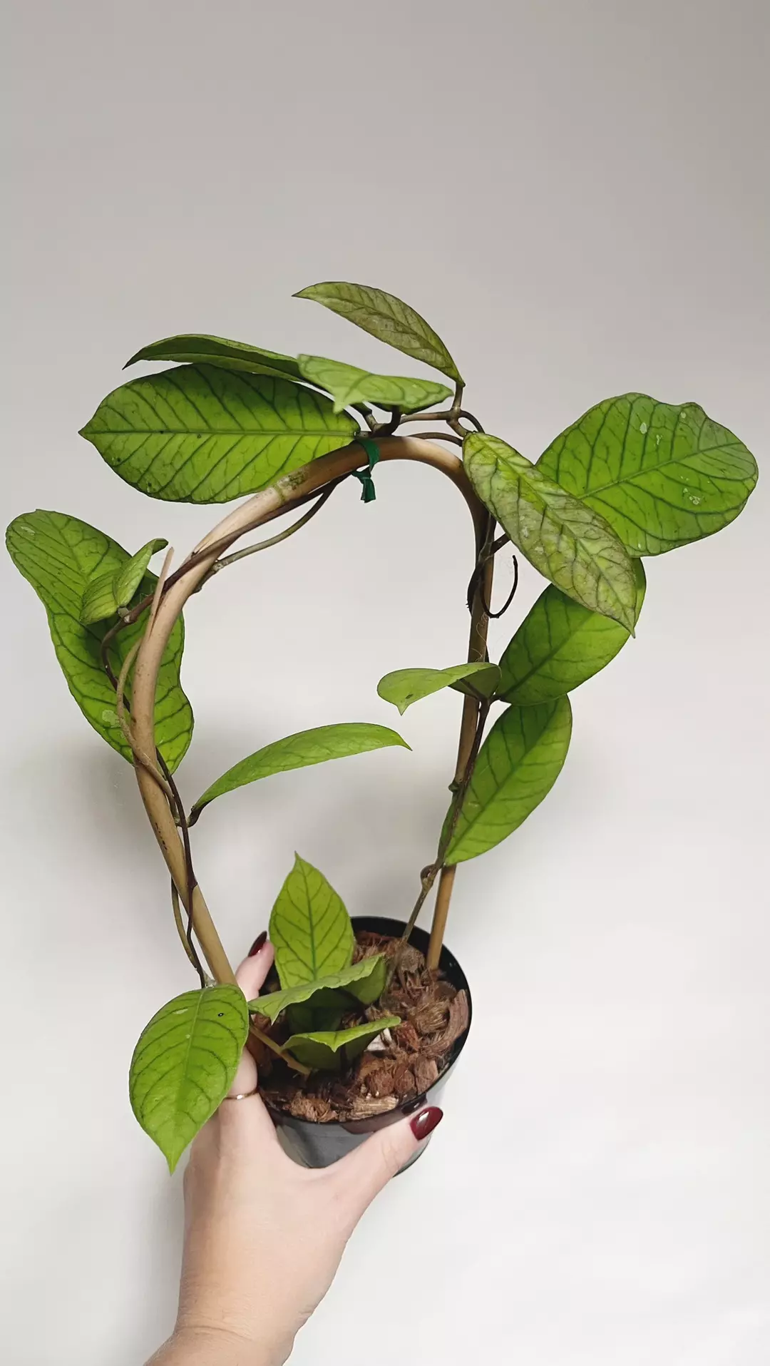 Hoya Sp. Sabah on Trellis thumbnail