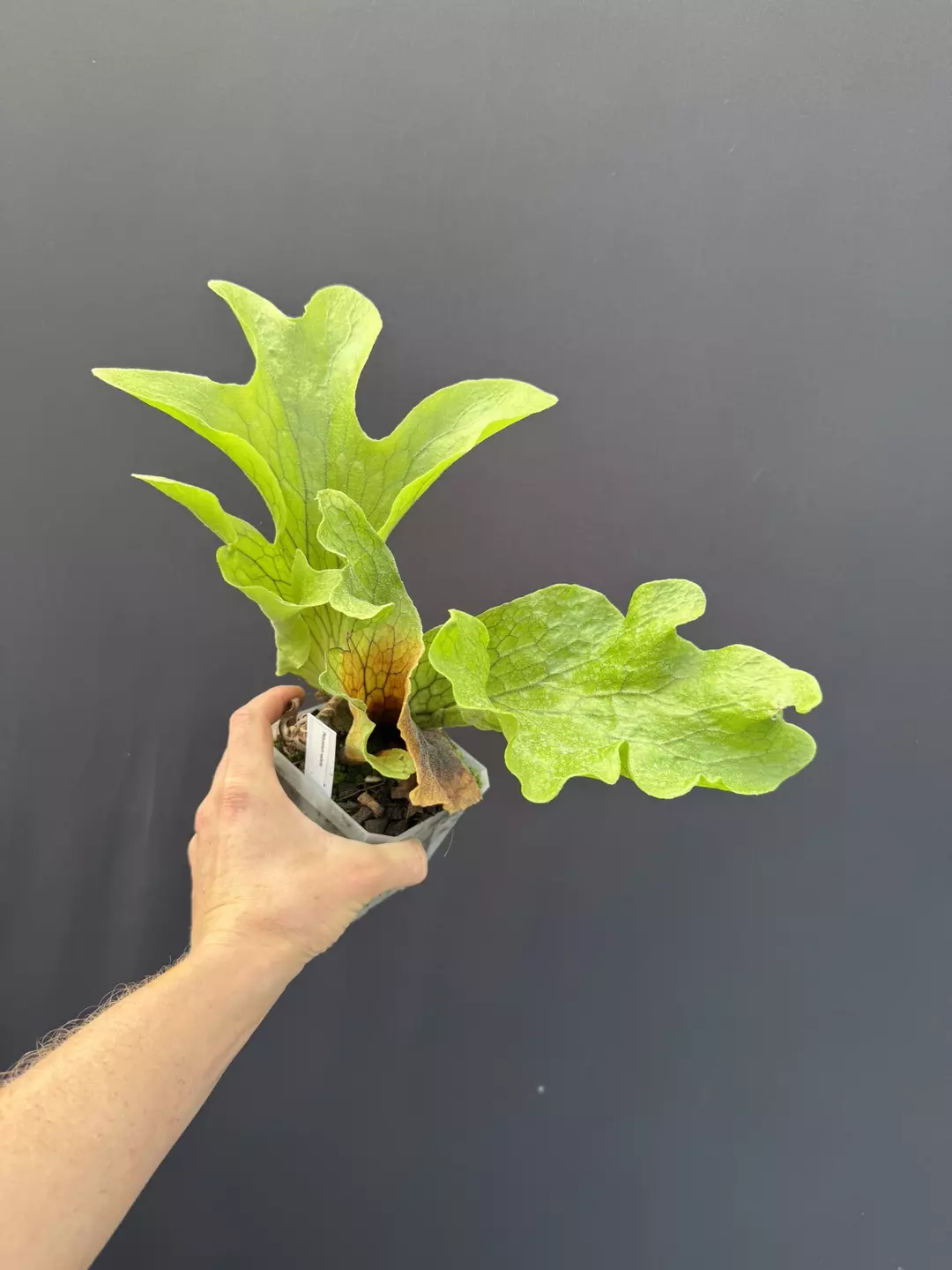 Platycerium wallichii thumbnail