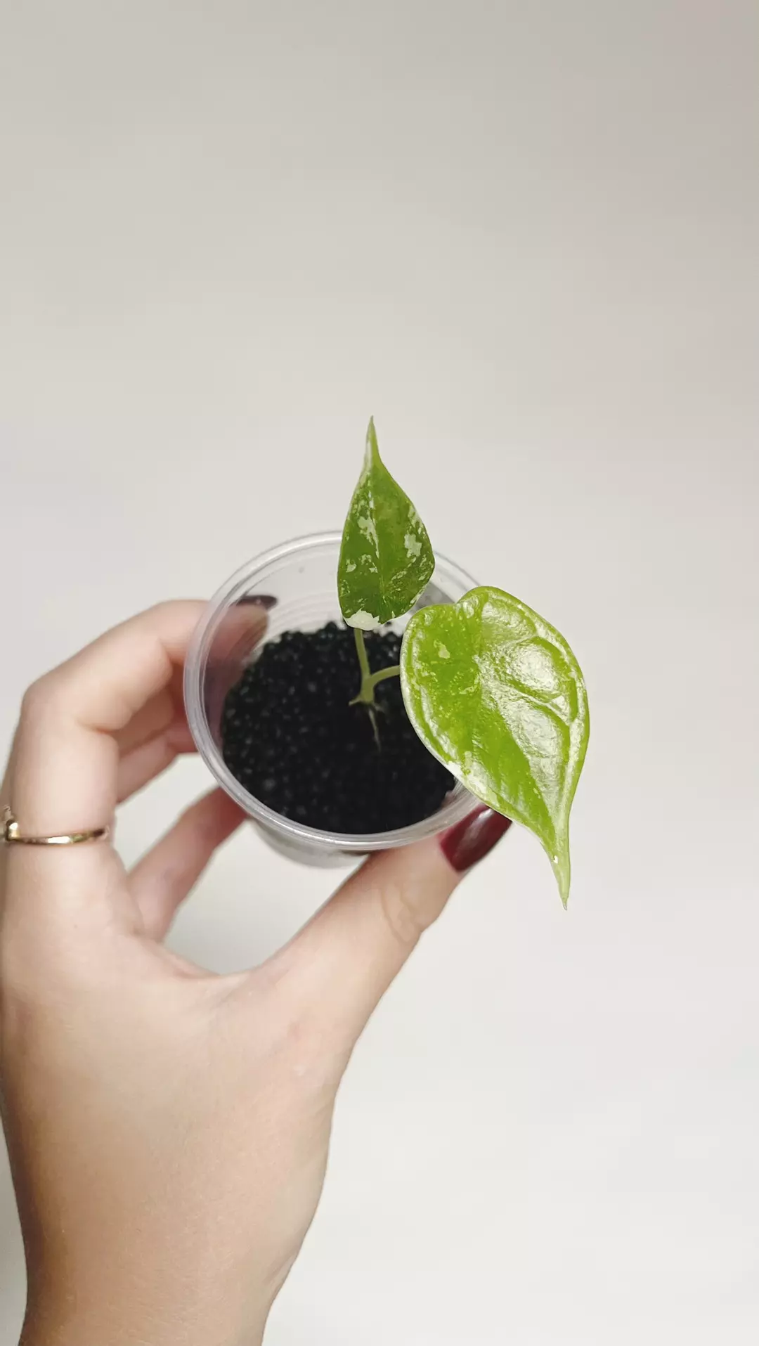 Alocasia Dragon Scale Albo  thumbnail