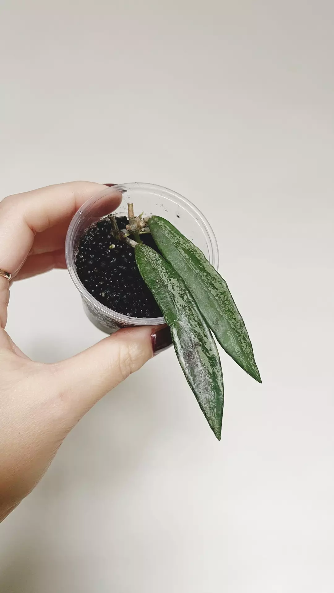 Hoya Minibelle Silver Splash thumbnail