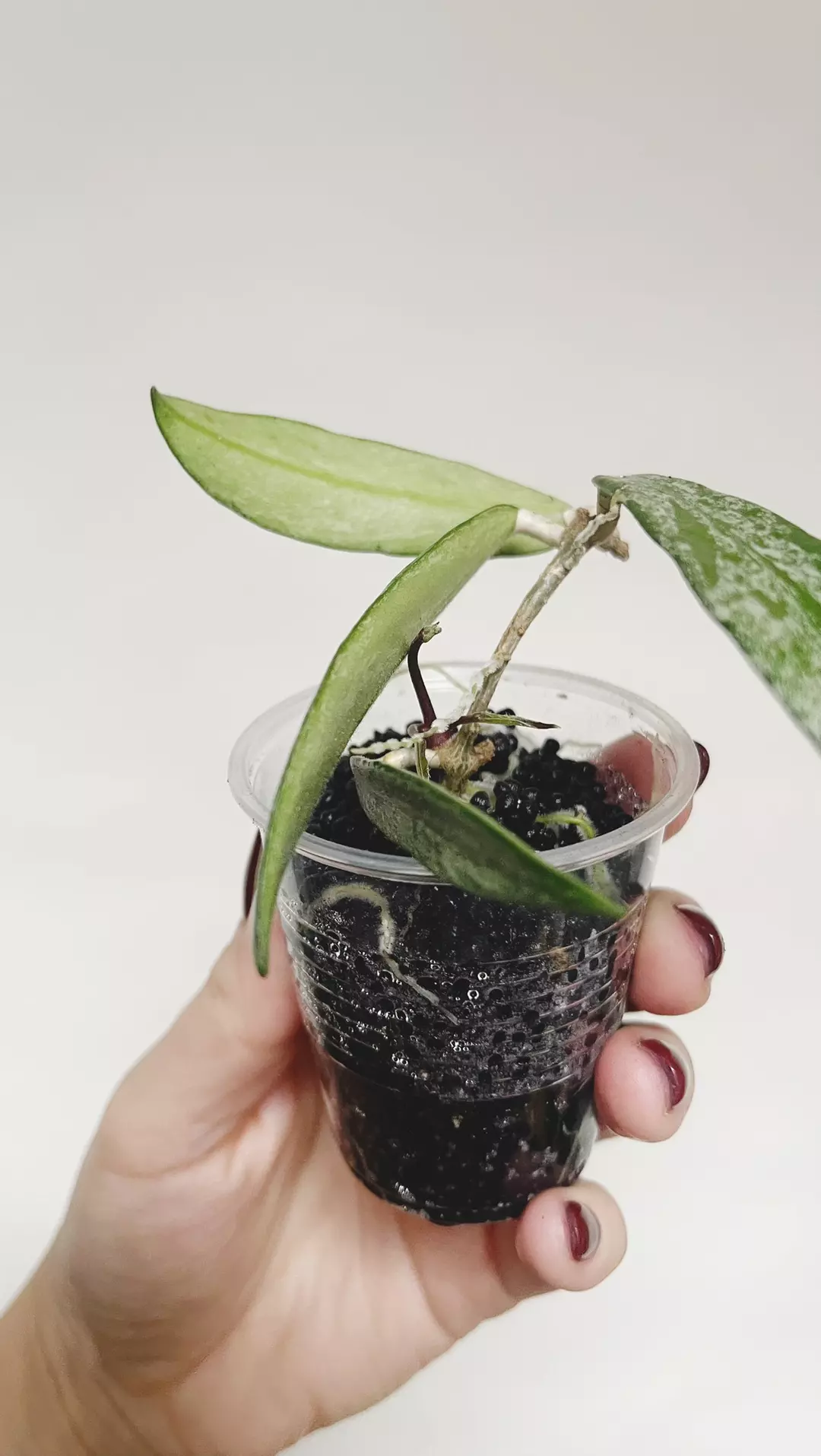 Hoya Minibelle Silver Splash thumbnail