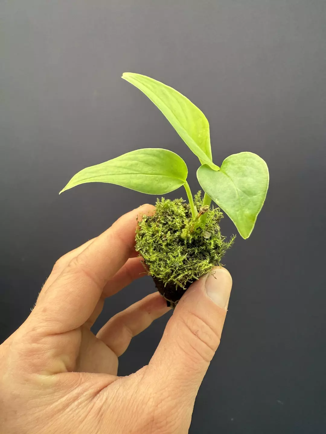 Monstera adansonii var blanchetiana thumbnail