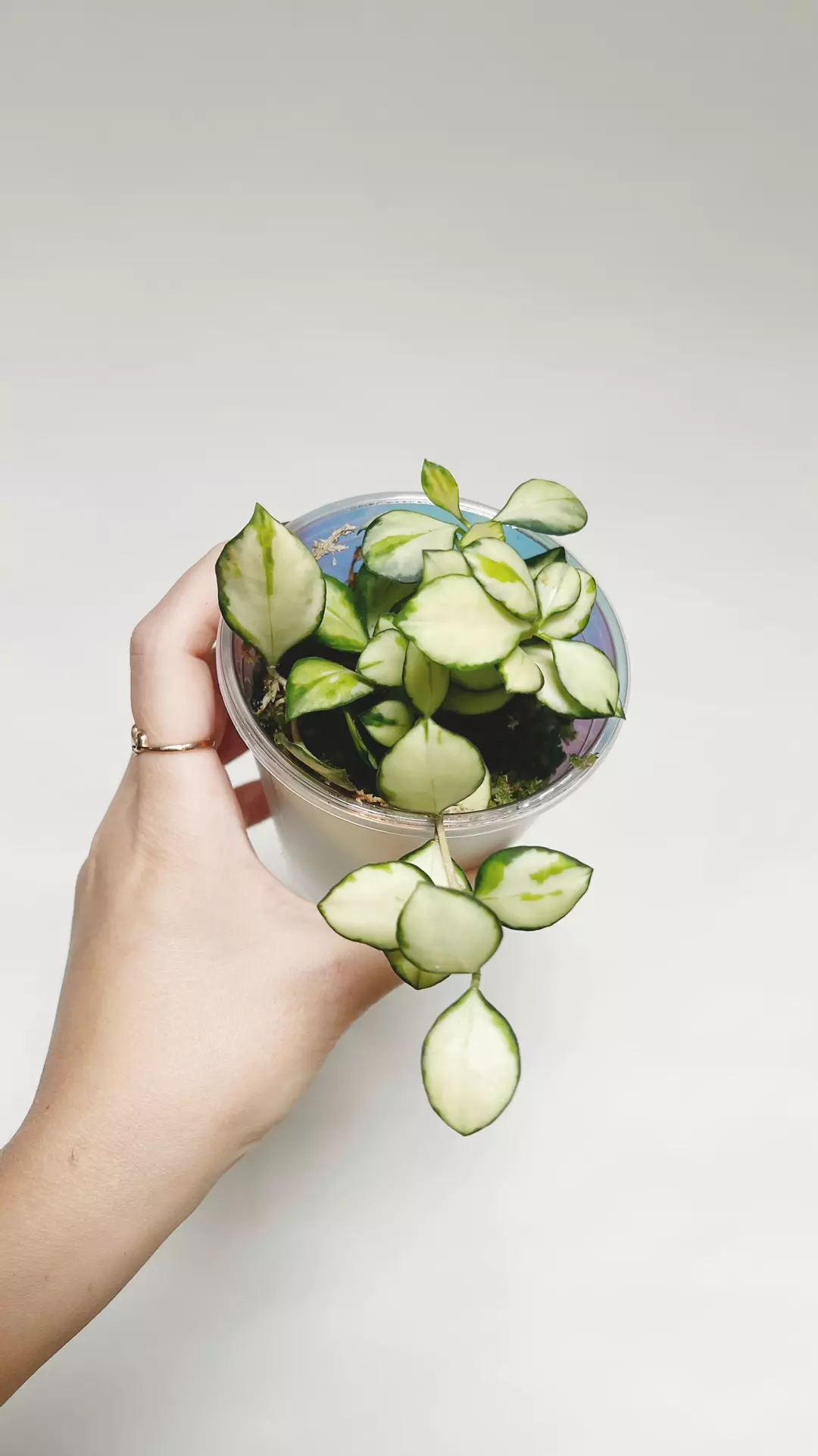 Hoya Heuschkeliana Variegated thumbnail