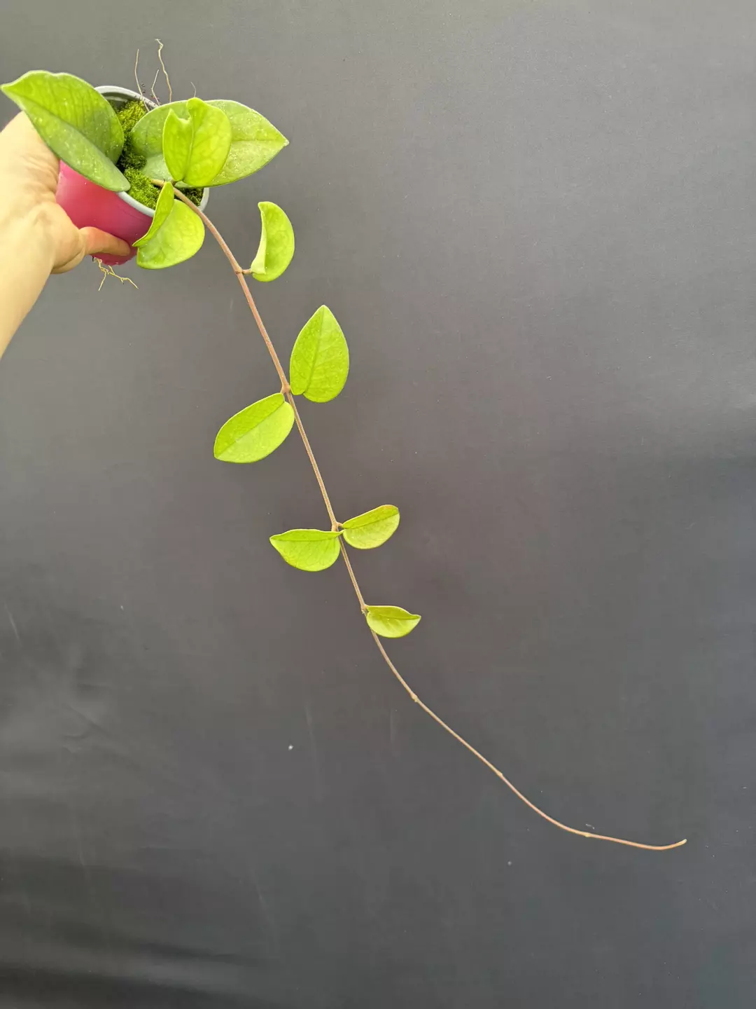 Hoya fungii thumbnail