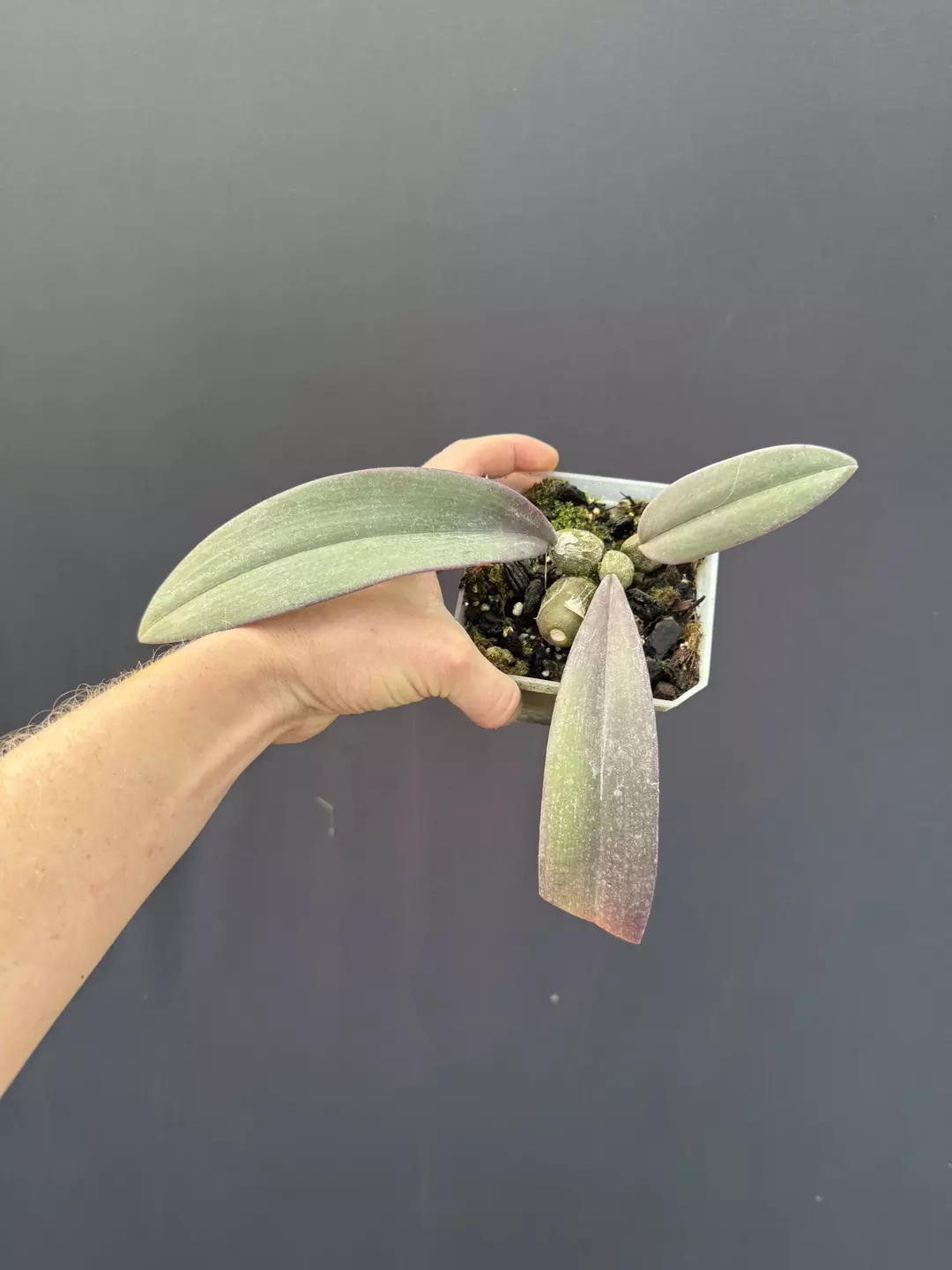 Bulbophyllum phalaenopsis thumbnail