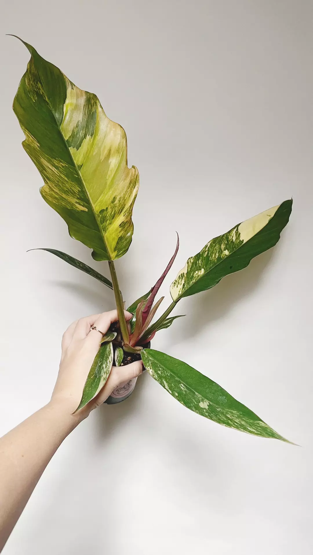 Philodendron Caramel Marble  thumbnail