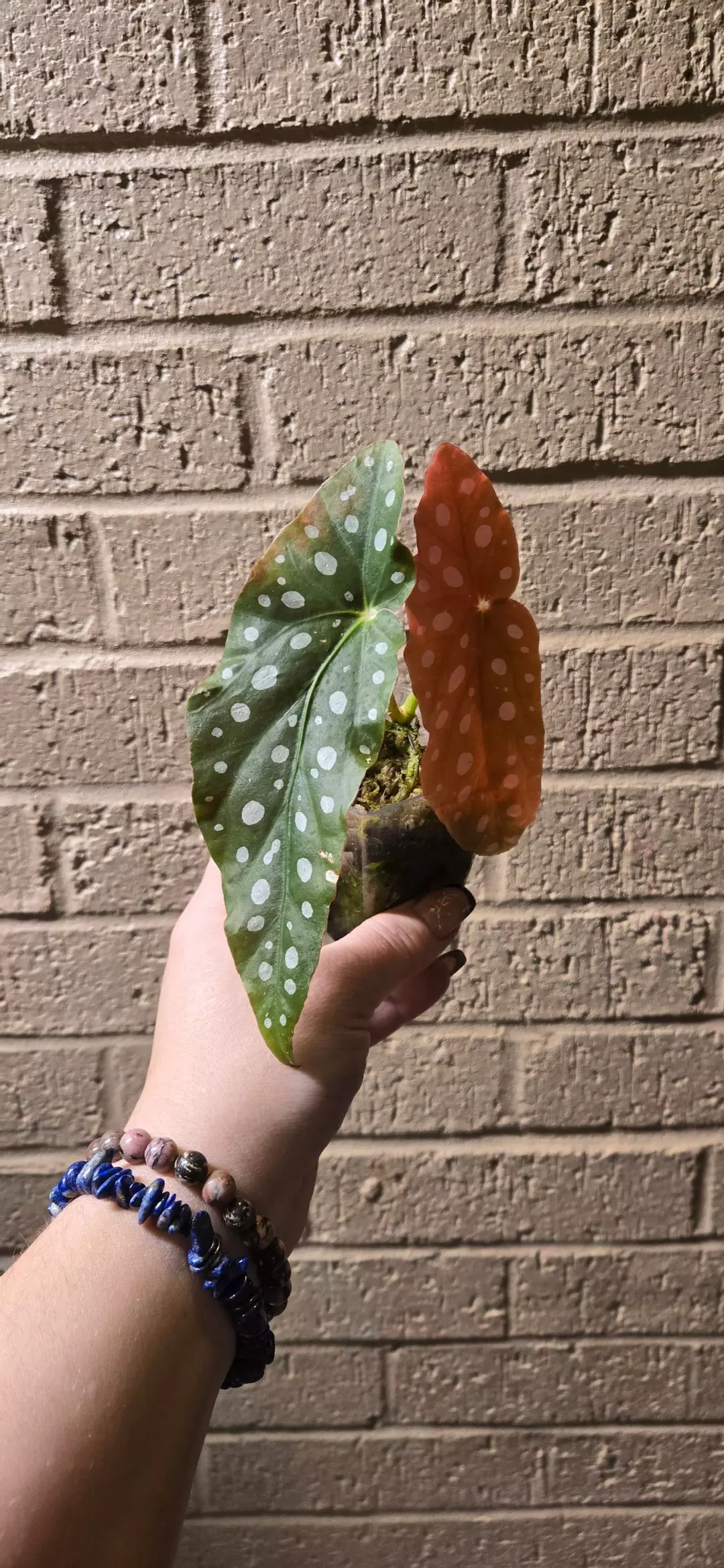 Begonia maculata starter  thumbnail