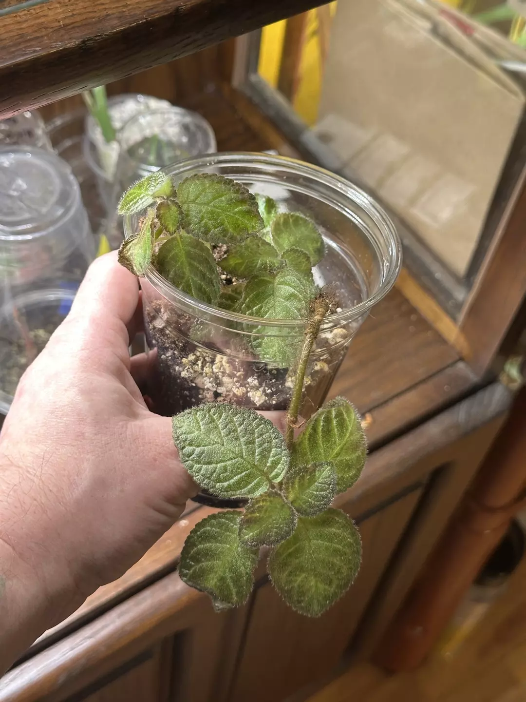 Episcia pink panther thumbnail