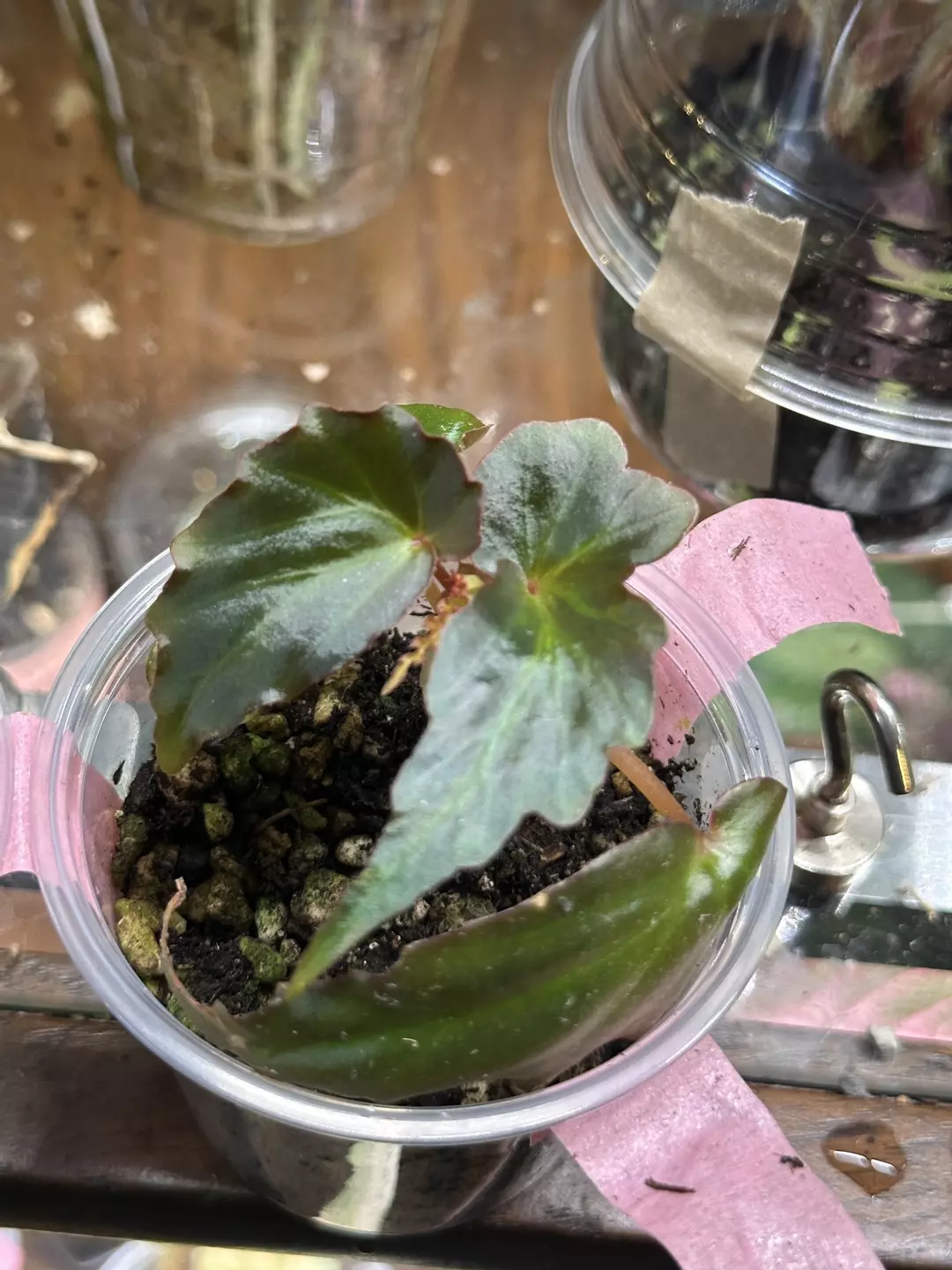 Begonia Borneensis thumbnail