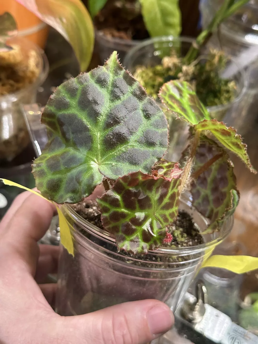 Begonia Rajah thumbnail