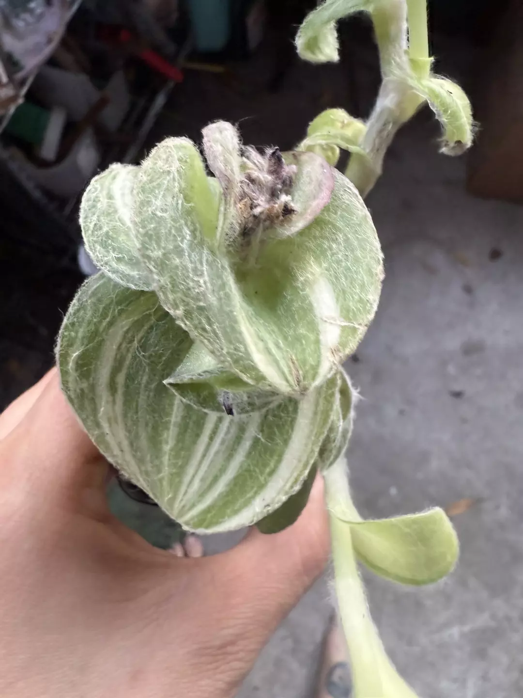 Tradescantia var. silamount thumbnail