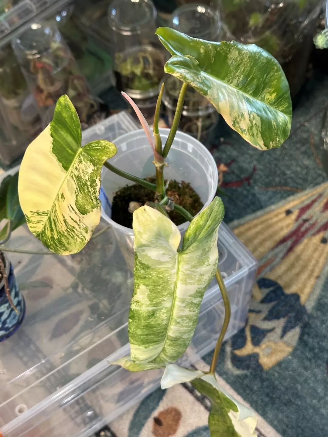 Philodendron flobe x Billietiae  thumbnail