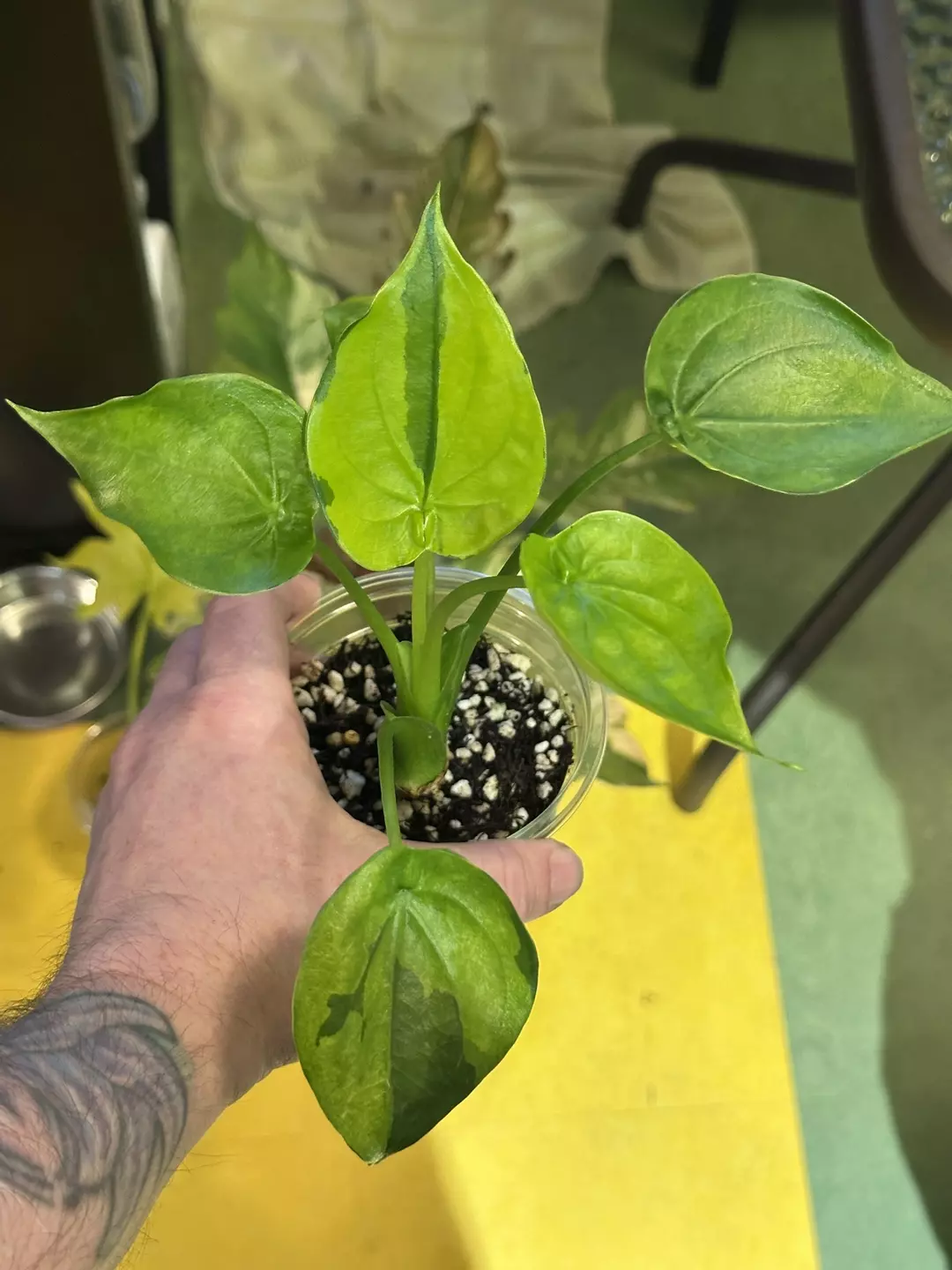 Alocasia variegated cuculatta  thumbnail