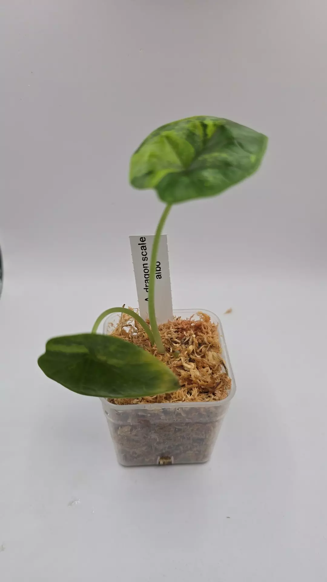 Dragon scale albo thumbnail